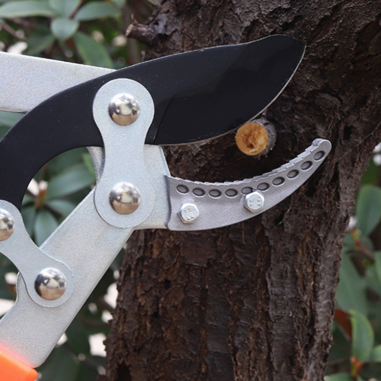 กรรไกรตัดกิ่งแบบยืดหดได้ ใบมีด - Gardening Tools In บทวิจารณ์และราคา